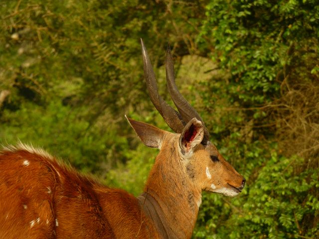 Buschbock kidogo Bushbockkitz Uganda Bock